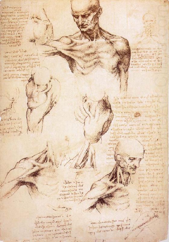 LEONARDO da Vinci The muscles of Thorax and shoulders in a lebnden person china oil painting image